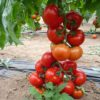Seminte de tomate Cherokee F1