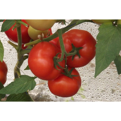 Seminte de Tomate Qualitet F1