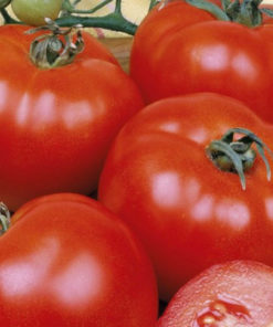 seminte de tomate rovan