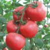 Seminte de tomate roz- Angelina F1