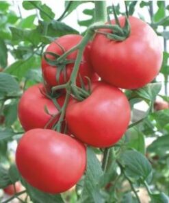 Seminte de tomate roz- Angelina F1