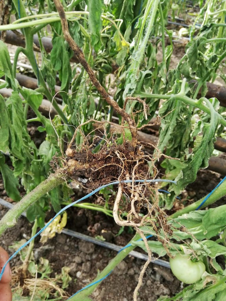 healthy root