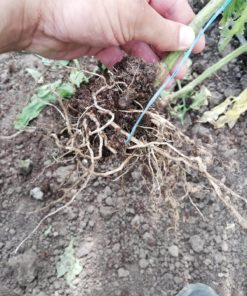 healthy root