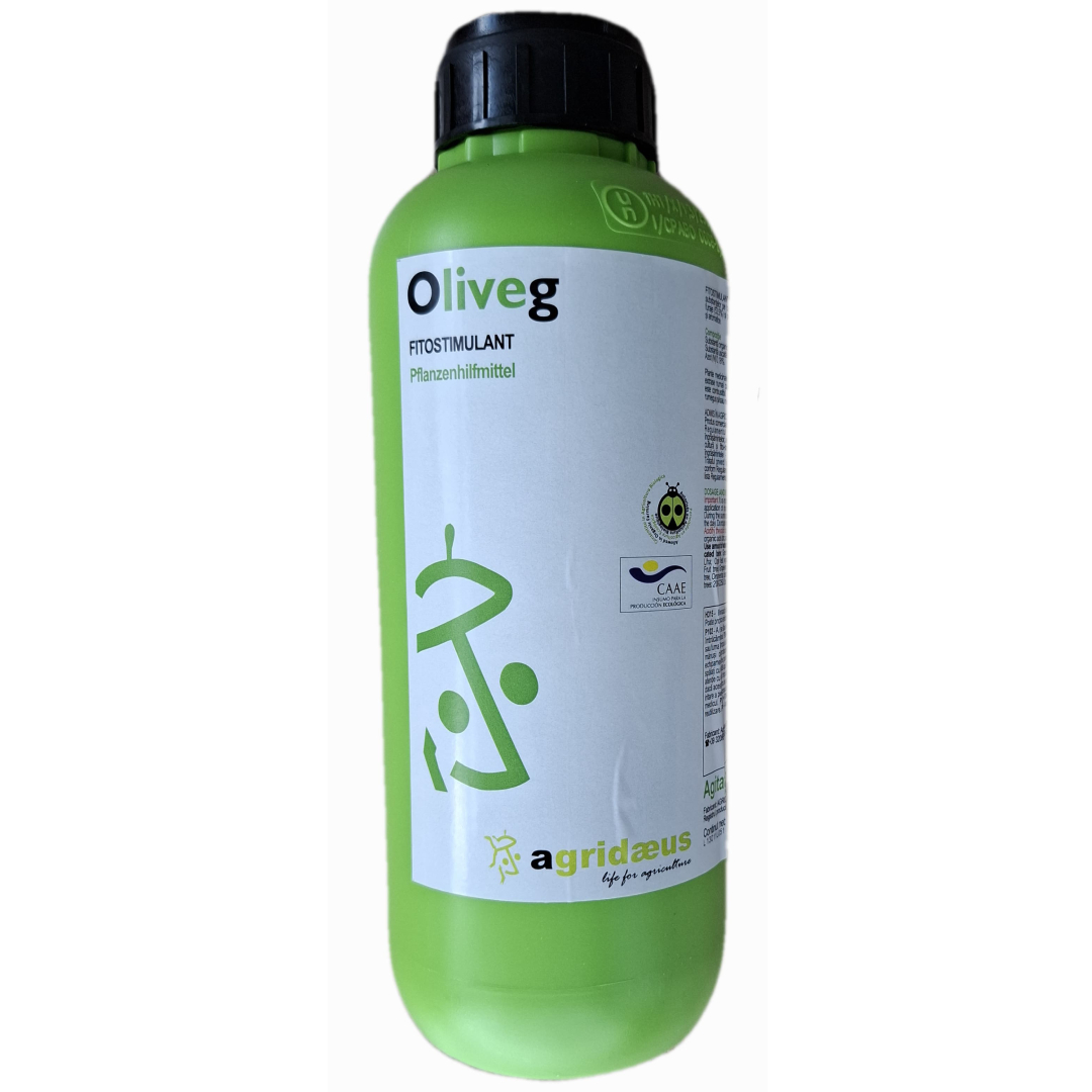Oliveg