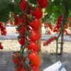 Seminte de Tomate Cherry - Scaltro F1