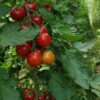 Seminte de tomate Cherry - CRX 75798