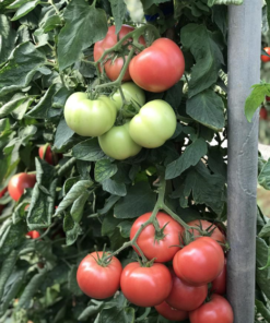 Tomate Espada F1