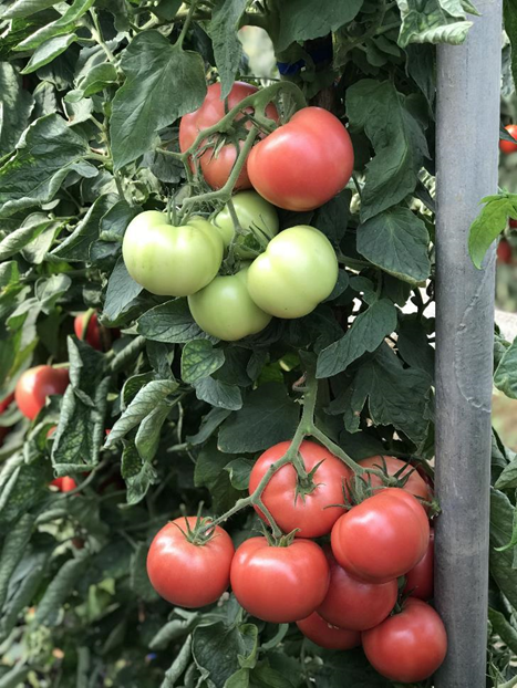 Tomate Espada F1