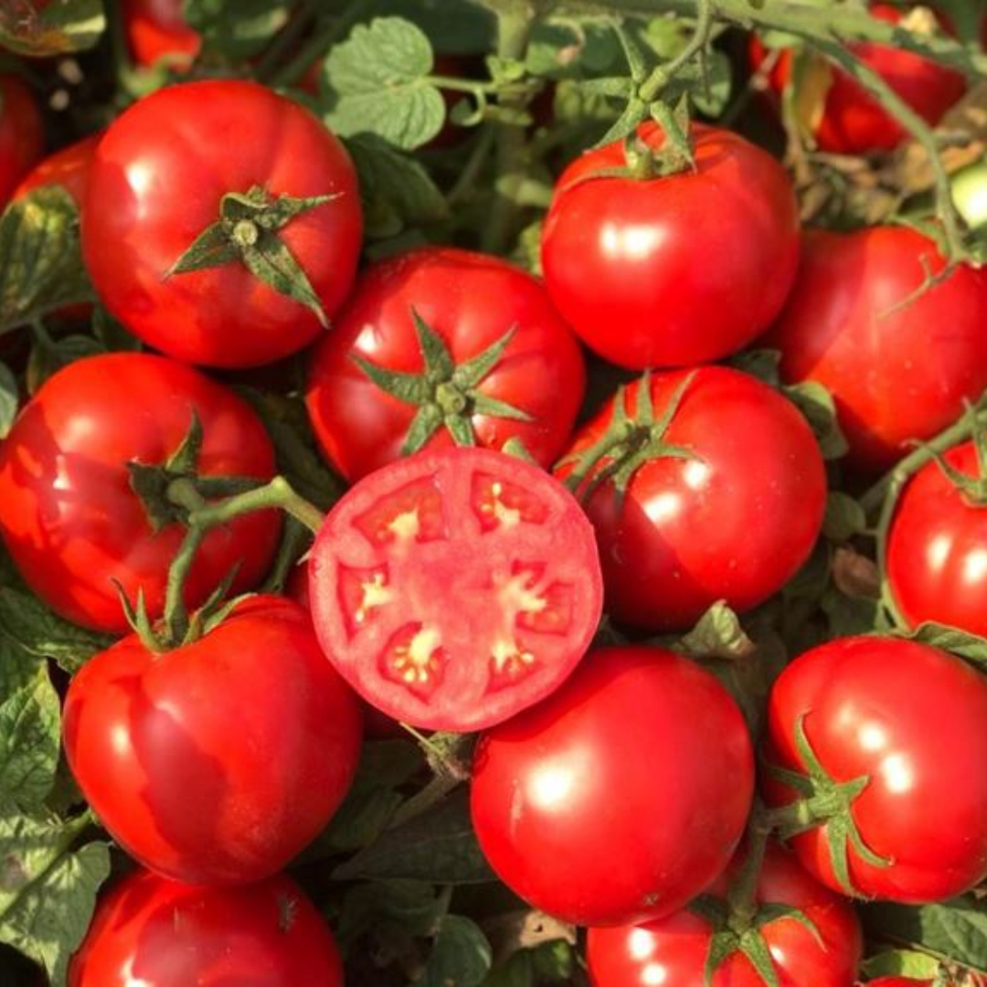 Seminte de tomate Compass F1 - imagine 3