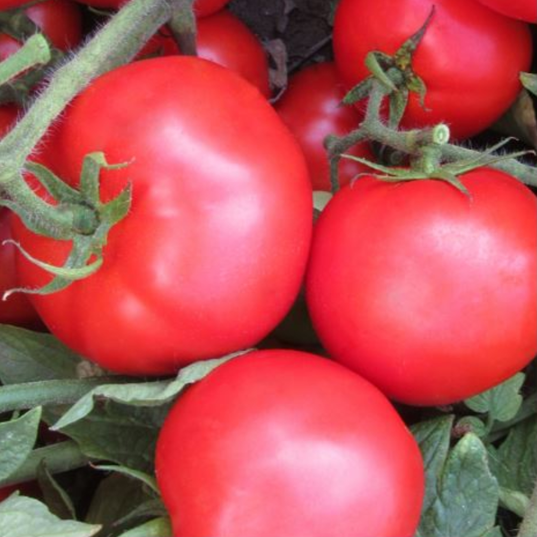 Seminte de tomate Compass F1