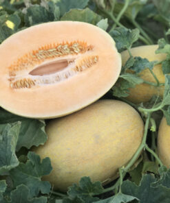 Seminte de pepene galben CRX 88106 F1