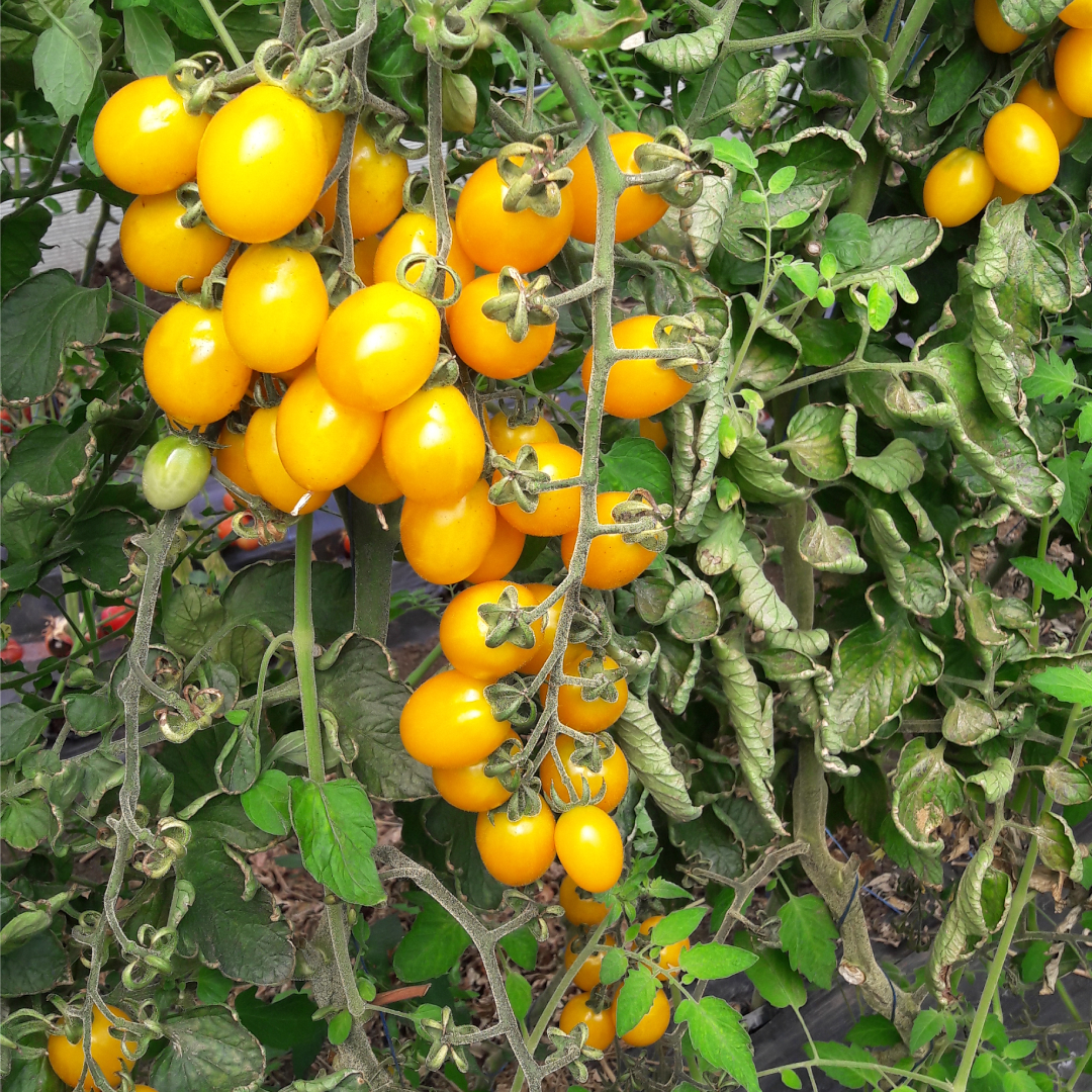 Seminte de tomate cherry Star Gold F1 - imagine 3