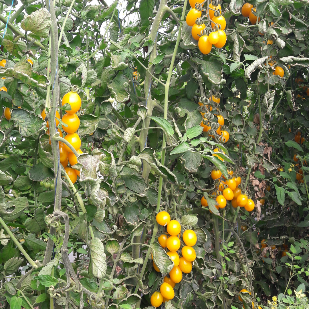 Seminte de tomate cherry Star Gold F1 - imagine 4