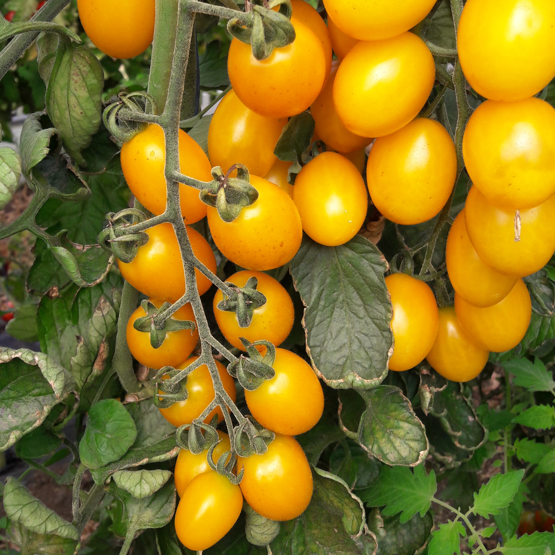 Seminte de tomate cherry Star Gold F1 - imagine 2