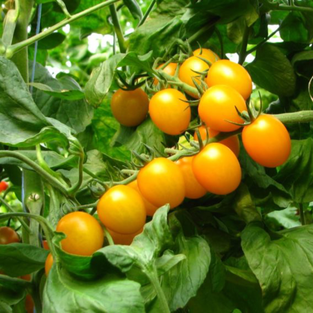 Seminte de tomate cherry Star Gold F1