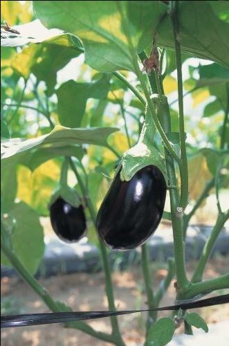 Vinete Black King F1 - imagine 2
